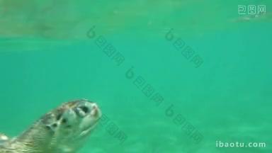 大海龟从水里游上来，然后游到更深的水下，吃水生植物，海洋世界和它的